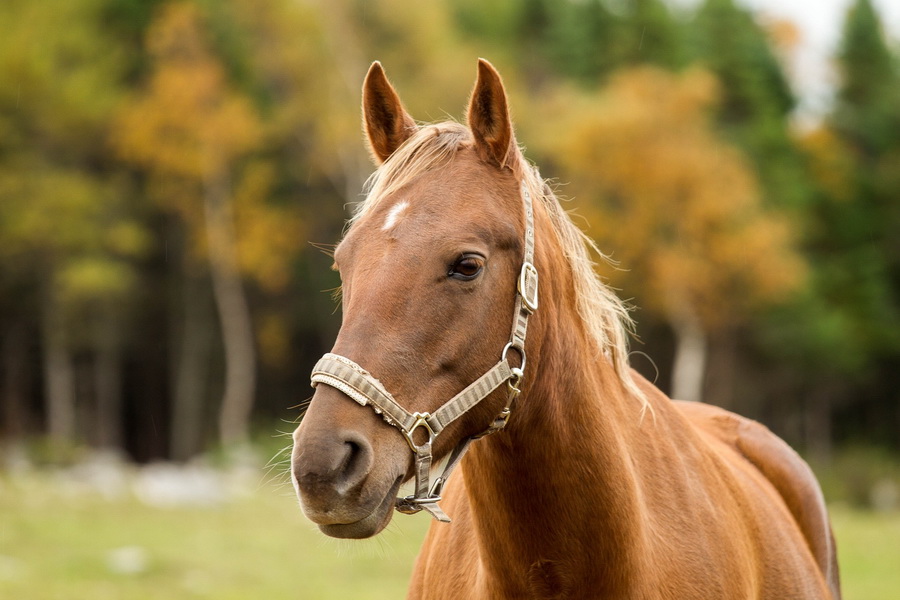 В Казахстане поголовье лошадей за год выросло на 8,5%