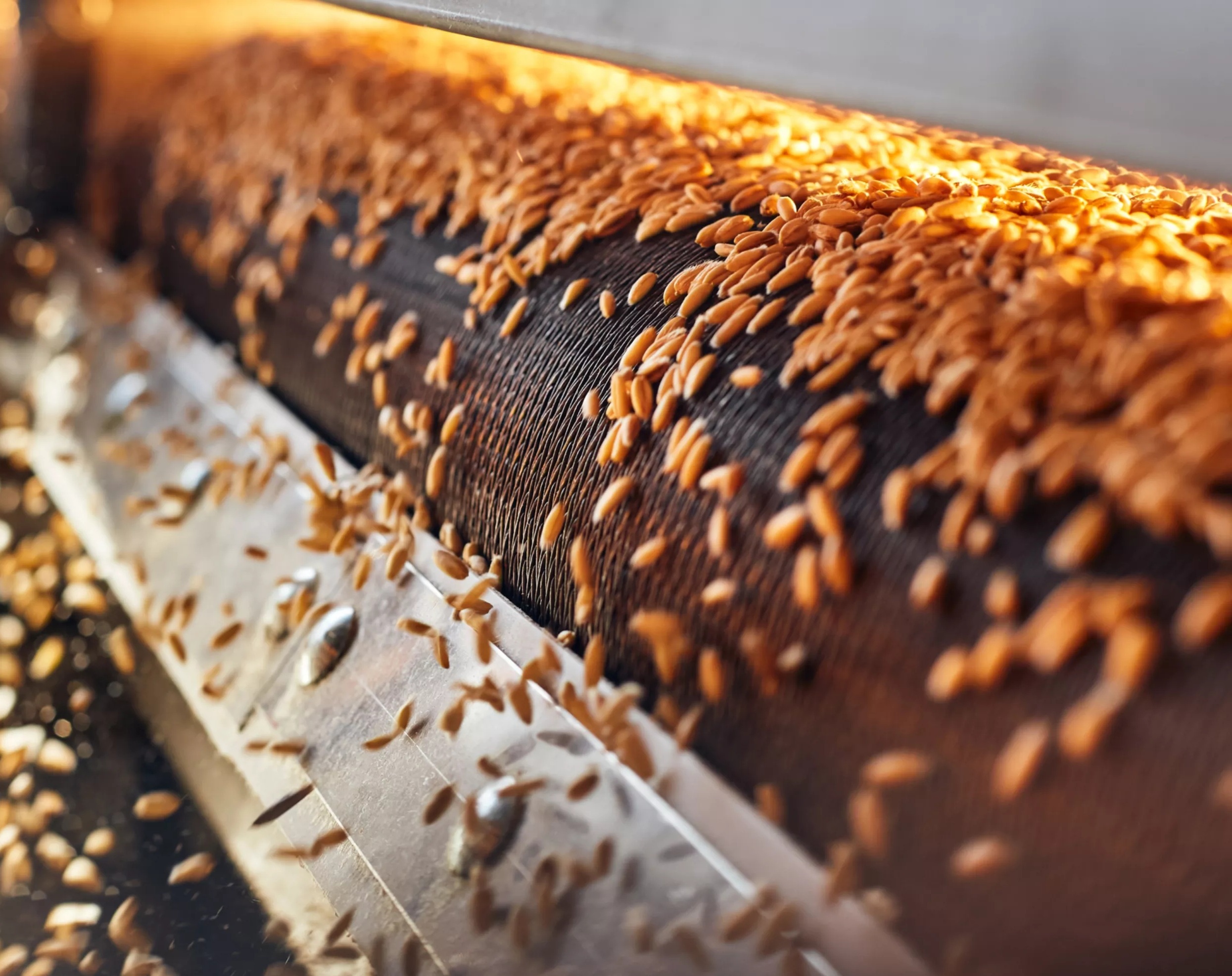 Завод по переработке 250 тысяч тонн пшеницы строят в Астане