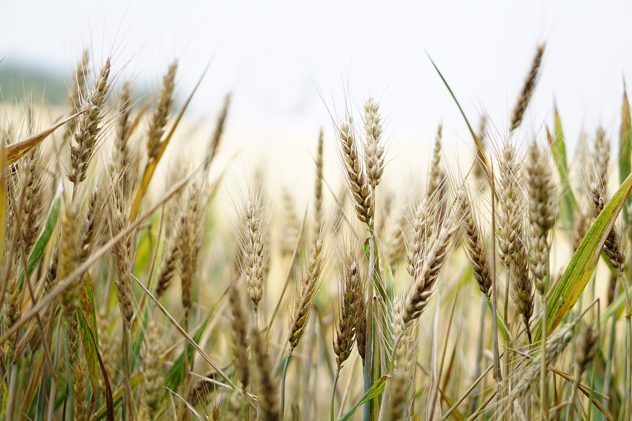 Обеспечить полную прослеживаемость зерна в Казахстане предлагают с помощью нового закона