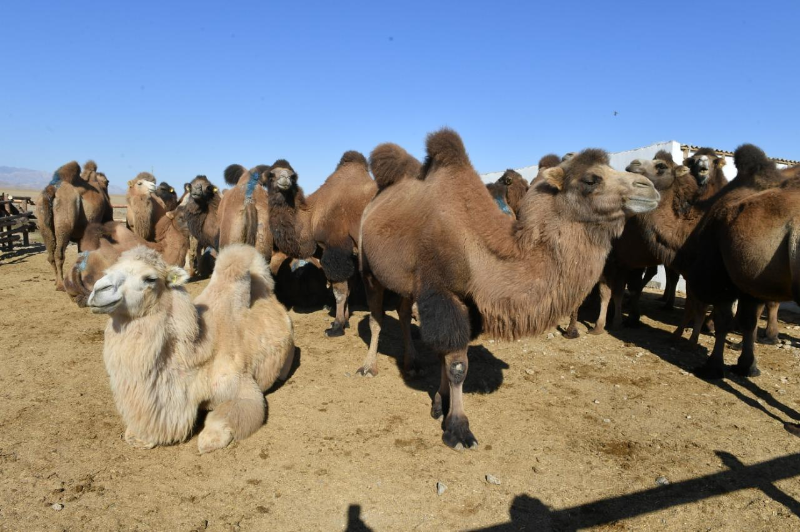 Верблюдоводство активно развивают в Туркестанской области