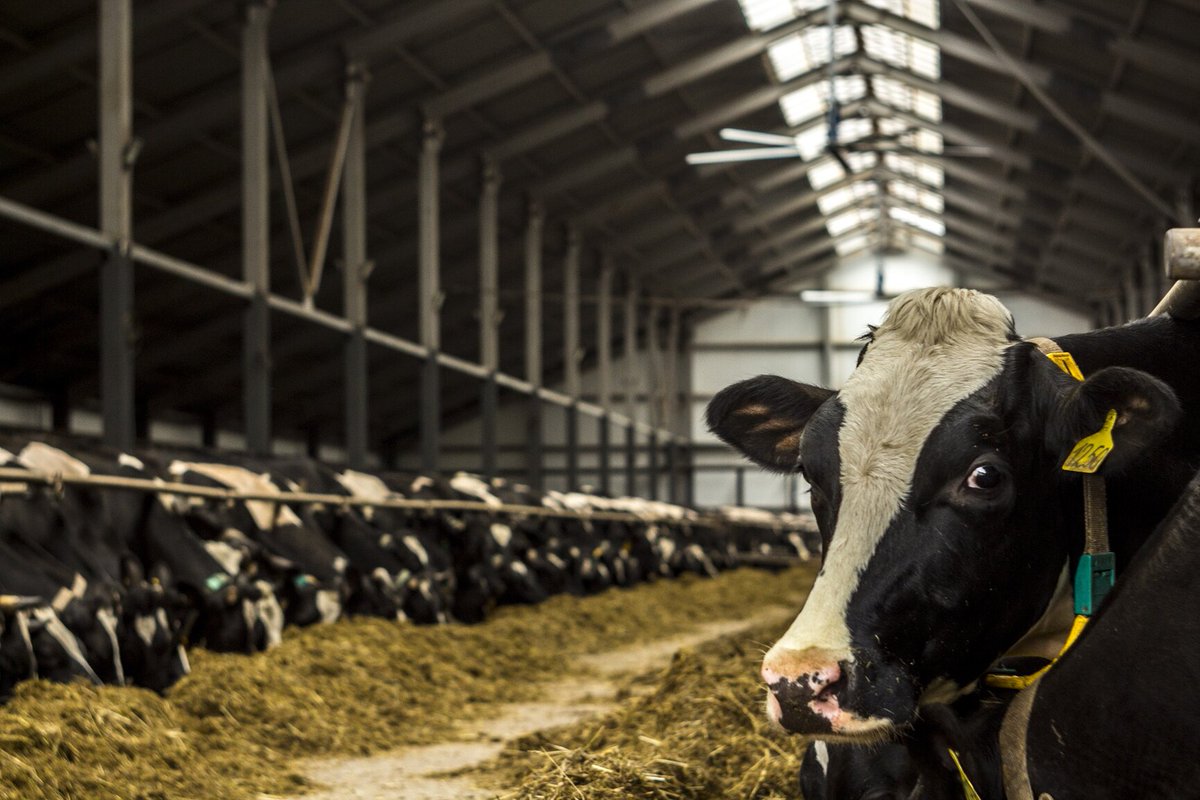 Производство мяса и молока наладят в Карагандинской области 