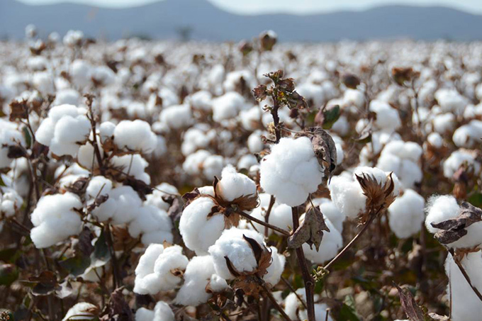 Kazakhstan will lift administrative barriers in financing cotton industry