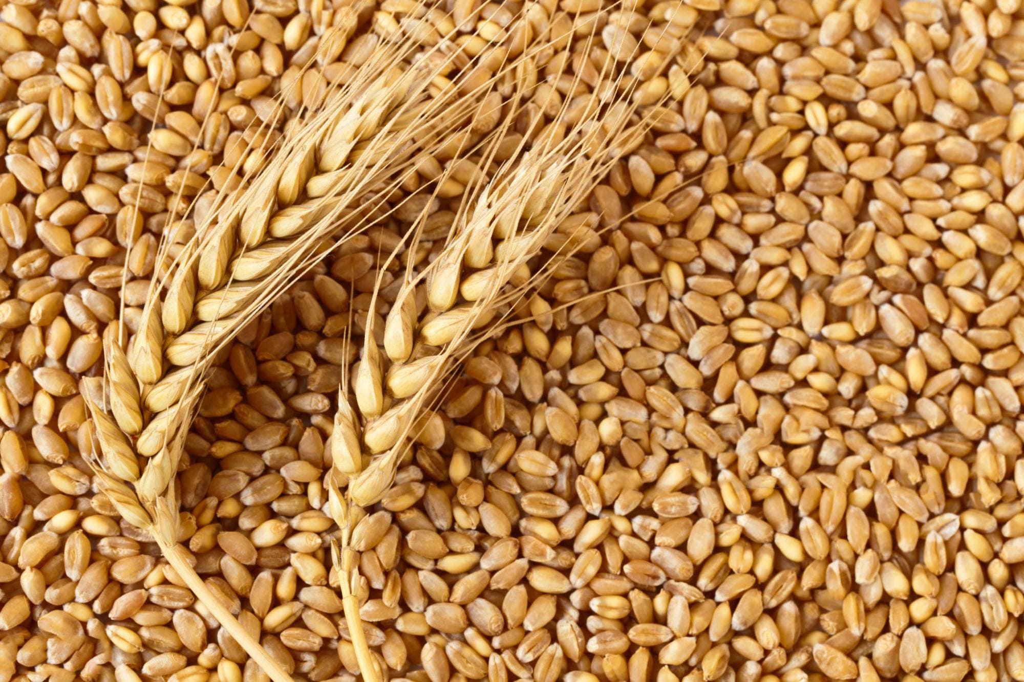Иран в этом сезоне увеличит импорт пшеницы