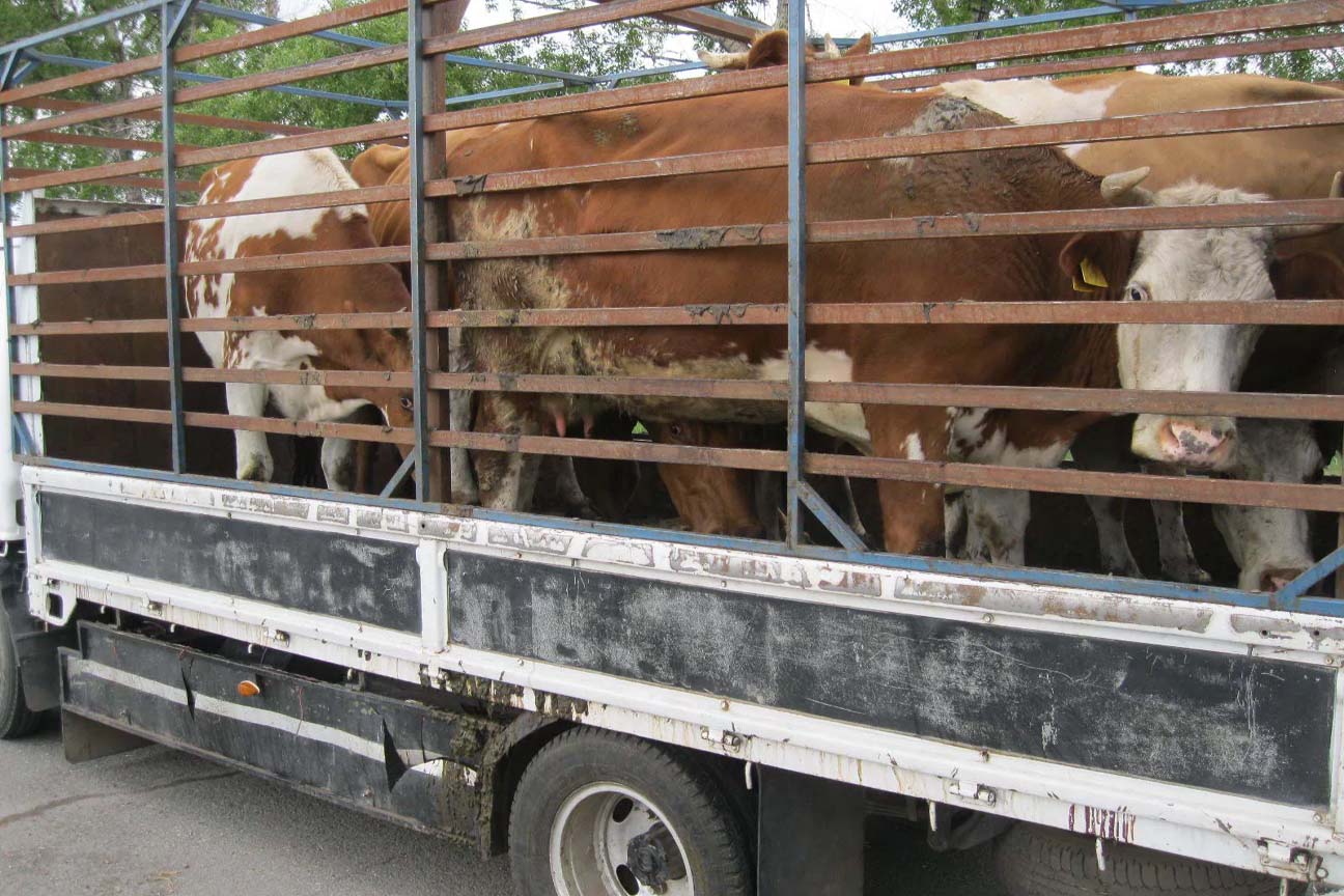 Kyrgyzstan has quintupled imports of cattle from Kazakhstan 