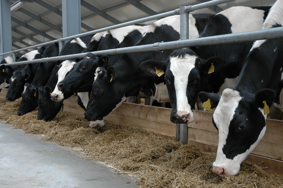 В Алматинской области запускают еще одну «умную» молочную ферму
