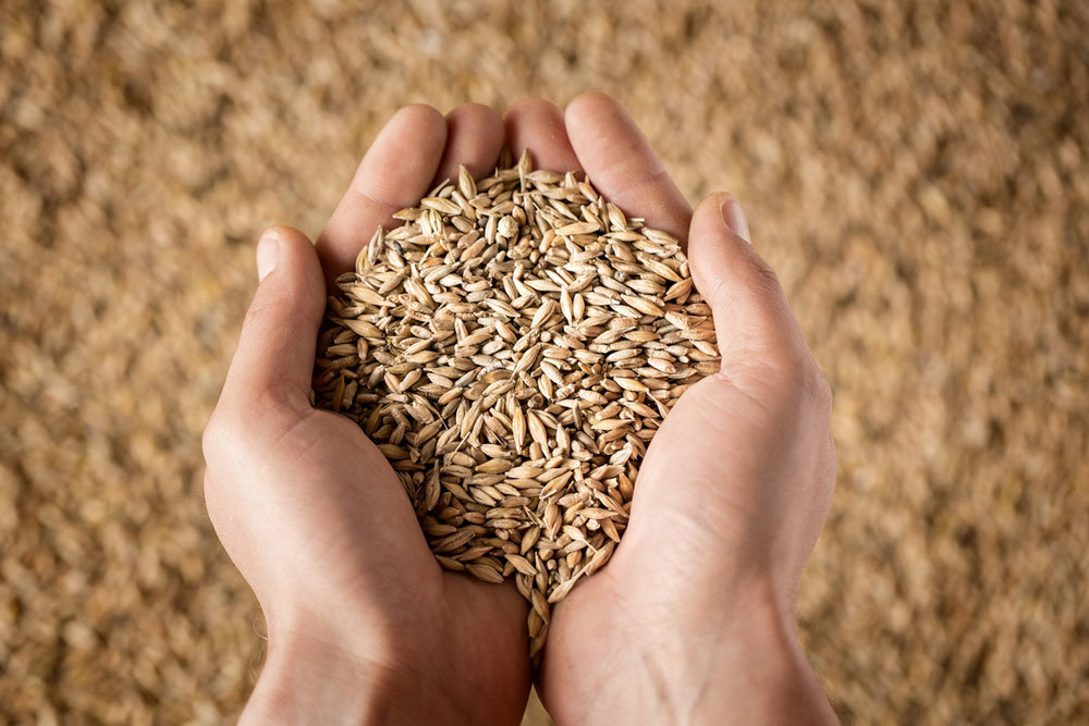 Новая система мониторинга зерна заработает в России