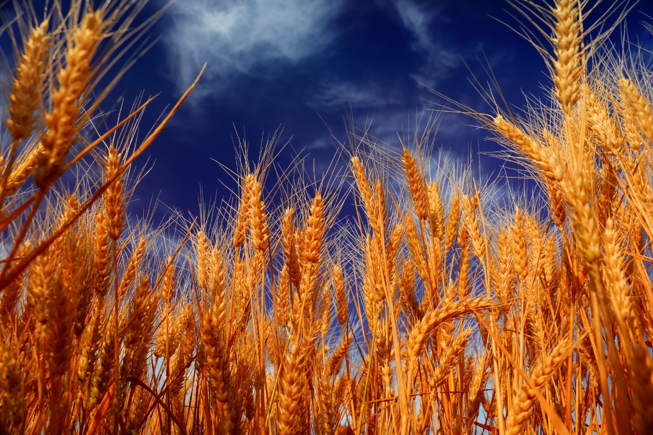 О состоянии зерновых культур рассказали в Казгидромет