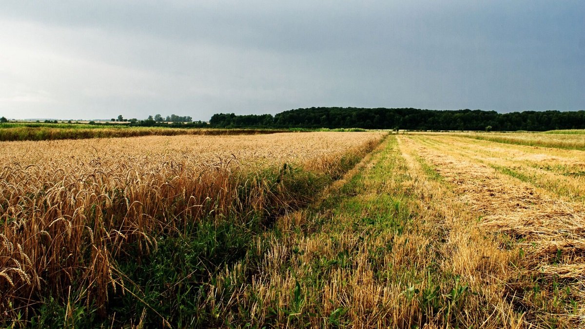 One million hectares of land is being returned in Almaty region