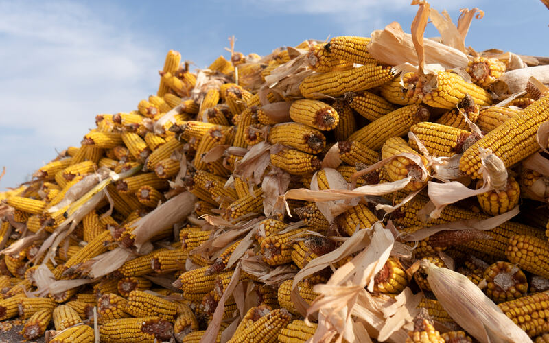 Рекордный урожай кукурузы получен в Сарканском районе