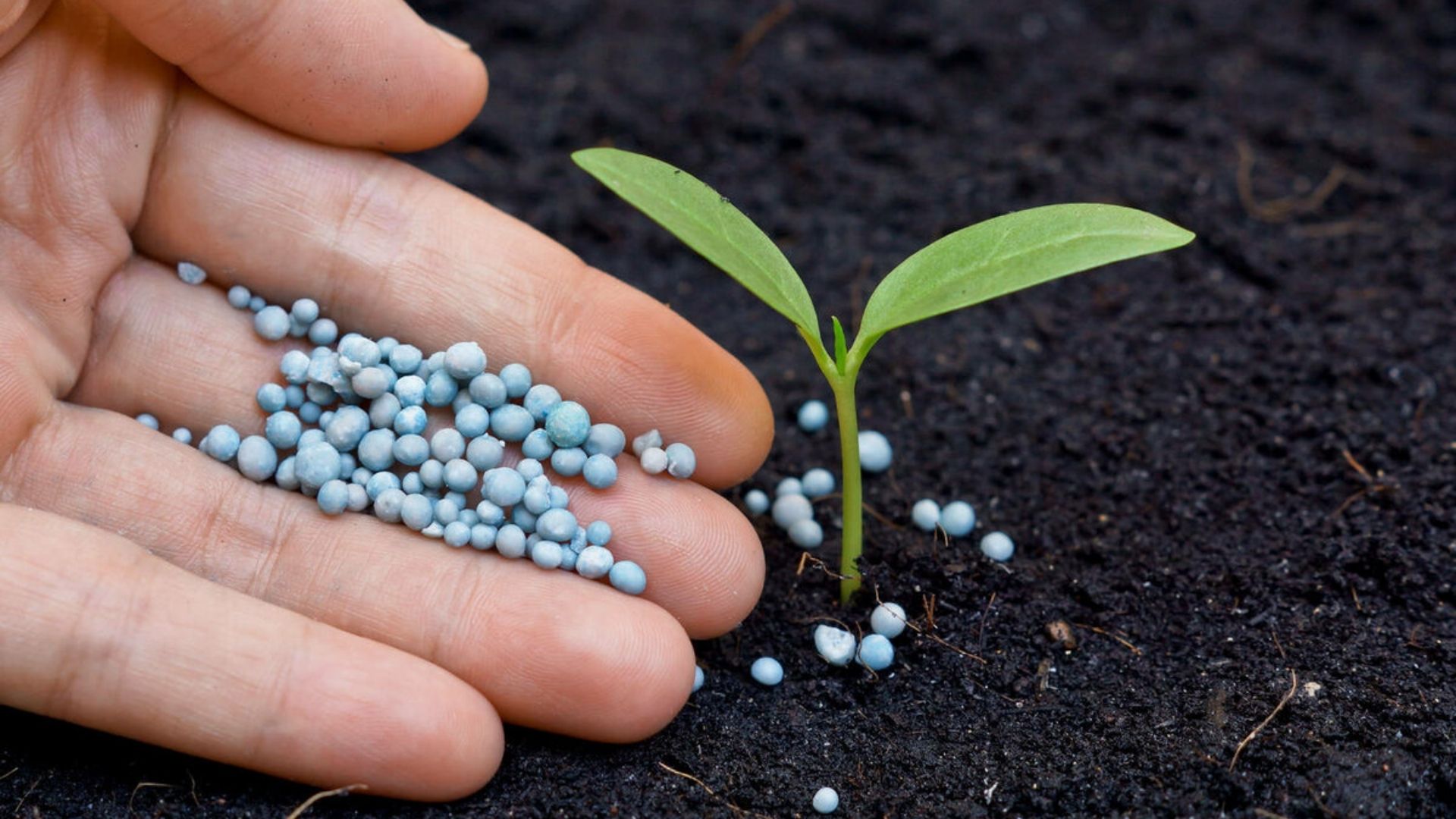 Как сохранить баланс фосфора в почве?