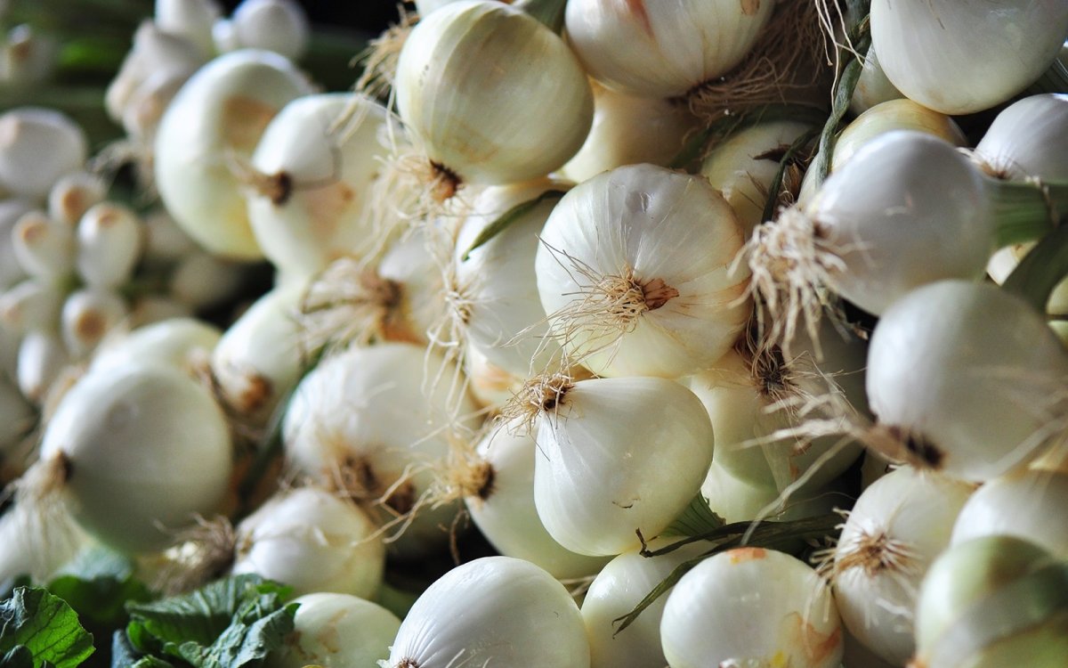 Chinese intend to grow onions in Kazakhstan for export to the USA
