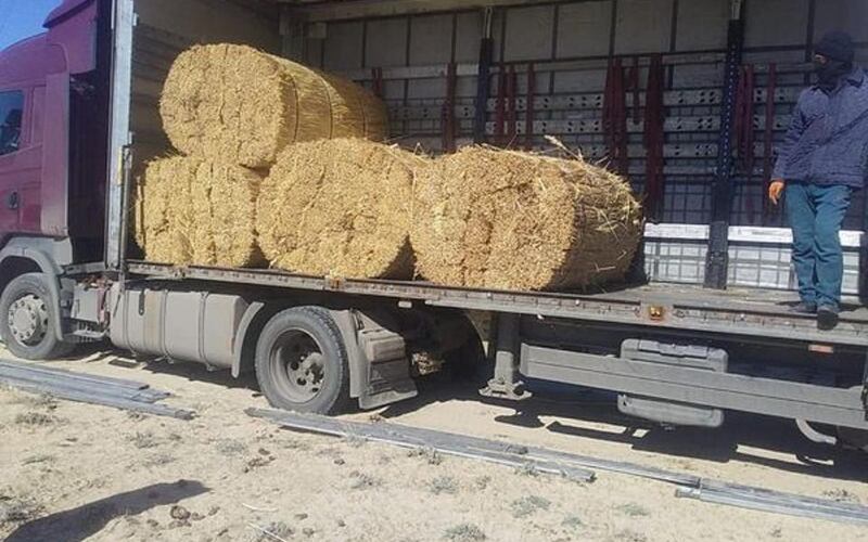 Впервые Кызылординская область экспортировала в Германию 685 тонн камыша