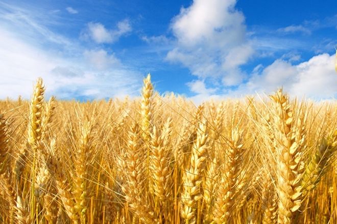 В Казахстане убрано 94% зерновых, намолочено 18,3 млн тонн зерна