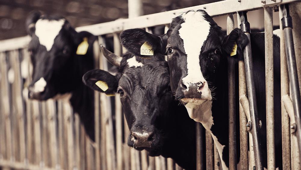В СКО запустили молочно-торговую ферму на 700 голов КРС