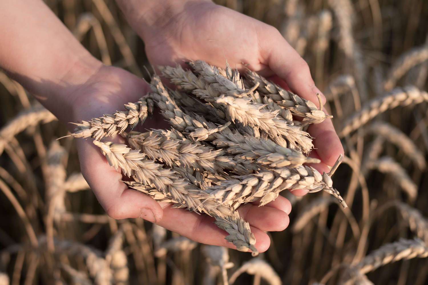 Запрет на ввоз пшеницы продлили до октября