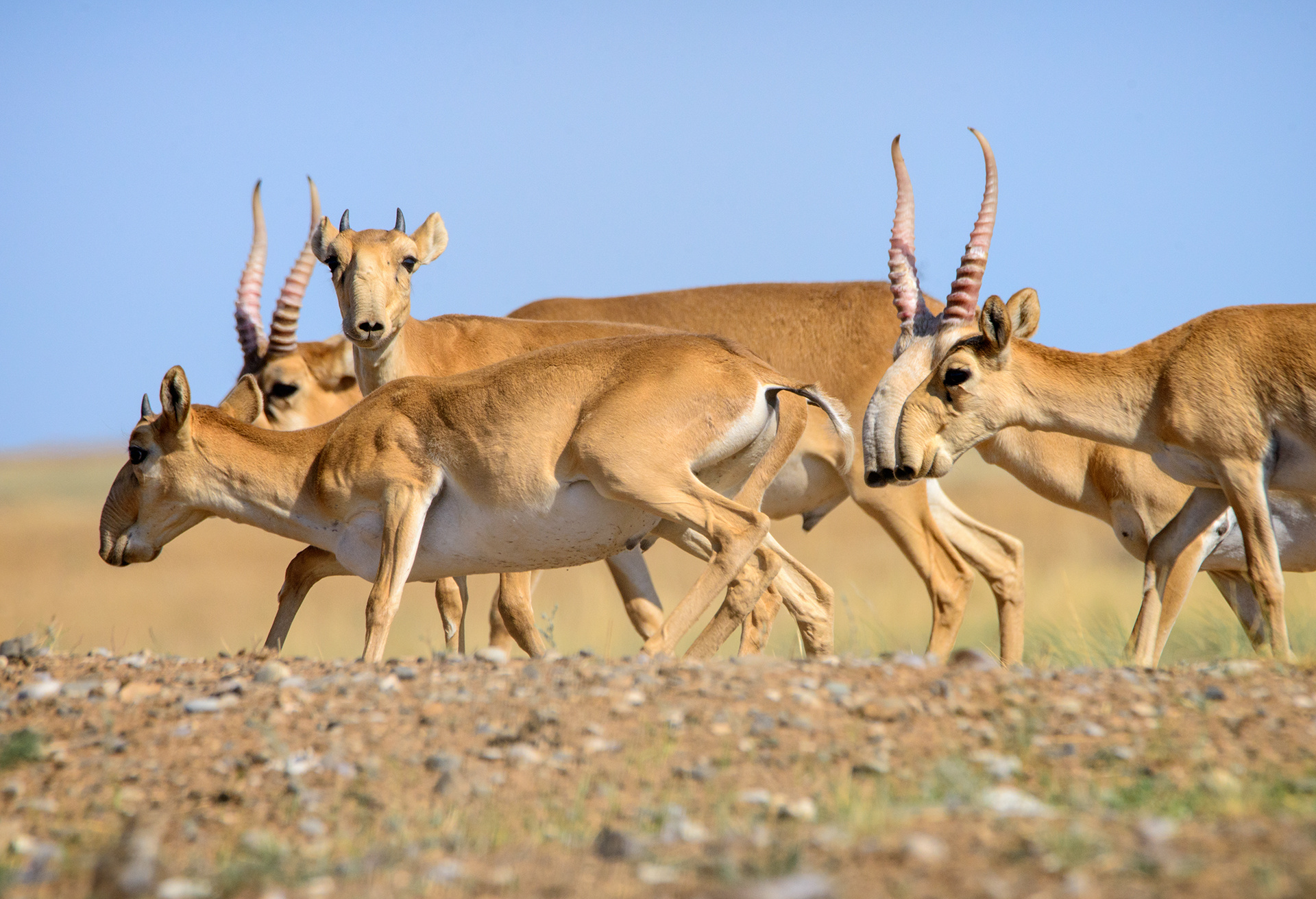 The whole world is watching to see how we will save the saiga population