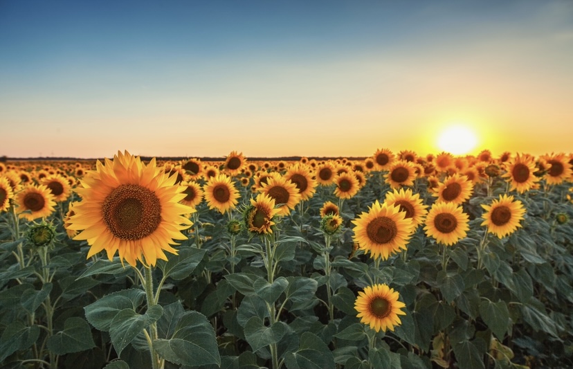 Kazakhstan is expected to expand the area of sunflower