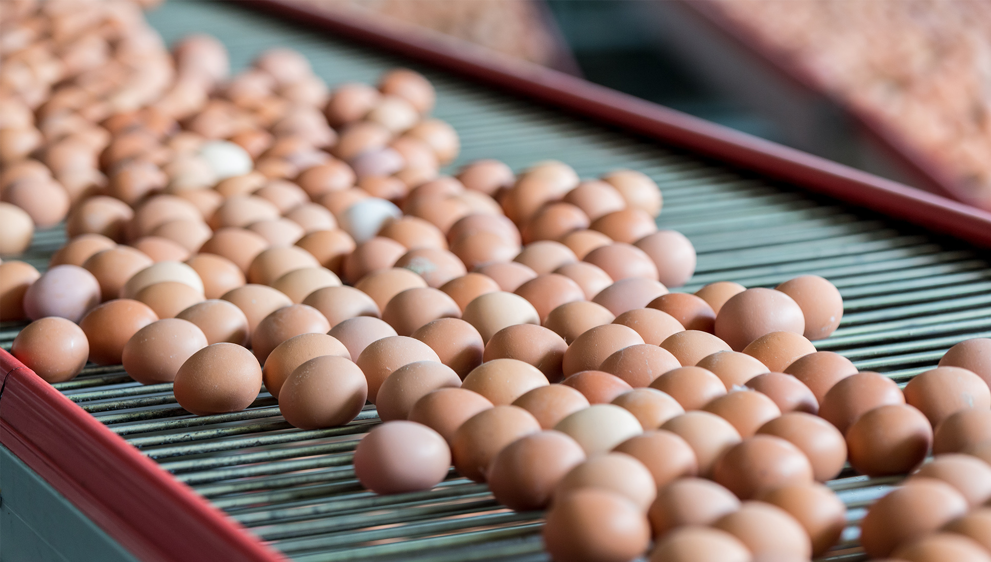 Отмена субсидий на яйцо: подешевели корма и выросли цены
