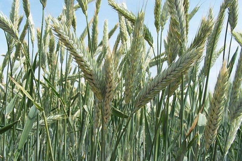 The first crop of triticale from Karaganda region was sent abroad.