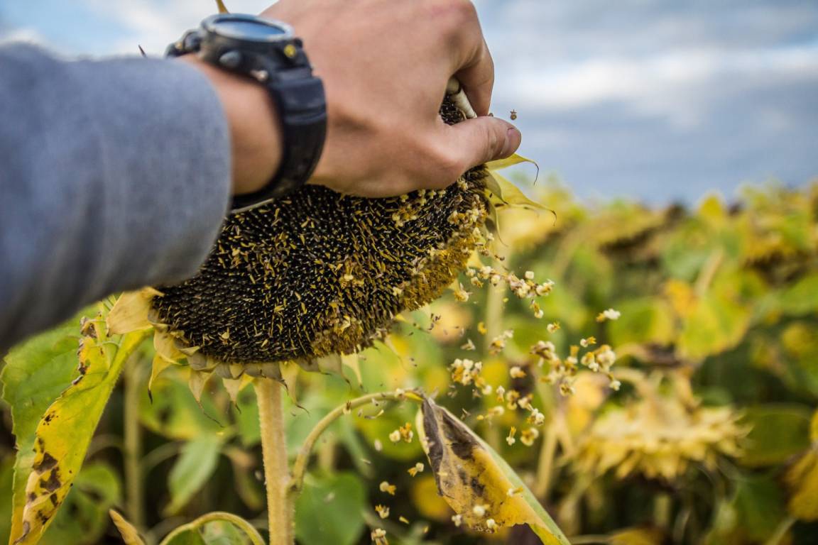 Күнбағыс өндірушілеріне жаңа субсидия енгізілуі мүмкін
