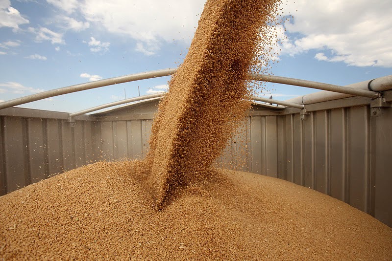 Урожай-2020: к началу третьей декады августа урожайность зерновых в Казахстане снизилась на 8,6%