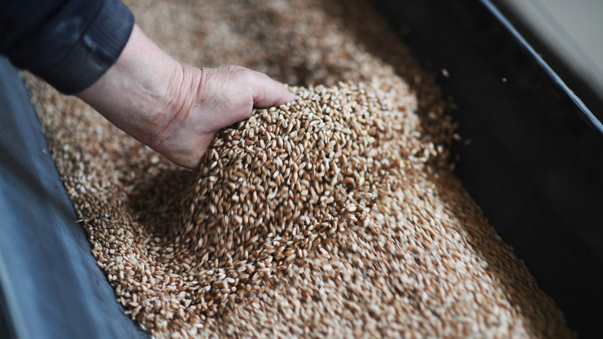 Why is China refusing to import wheat? 