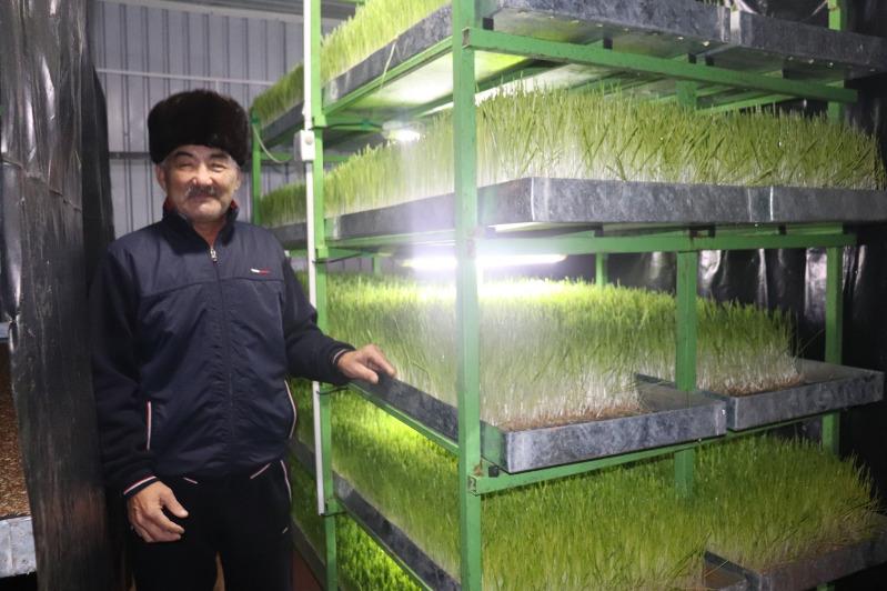 A resident of Mangistau uses hydroponics for growing fodder