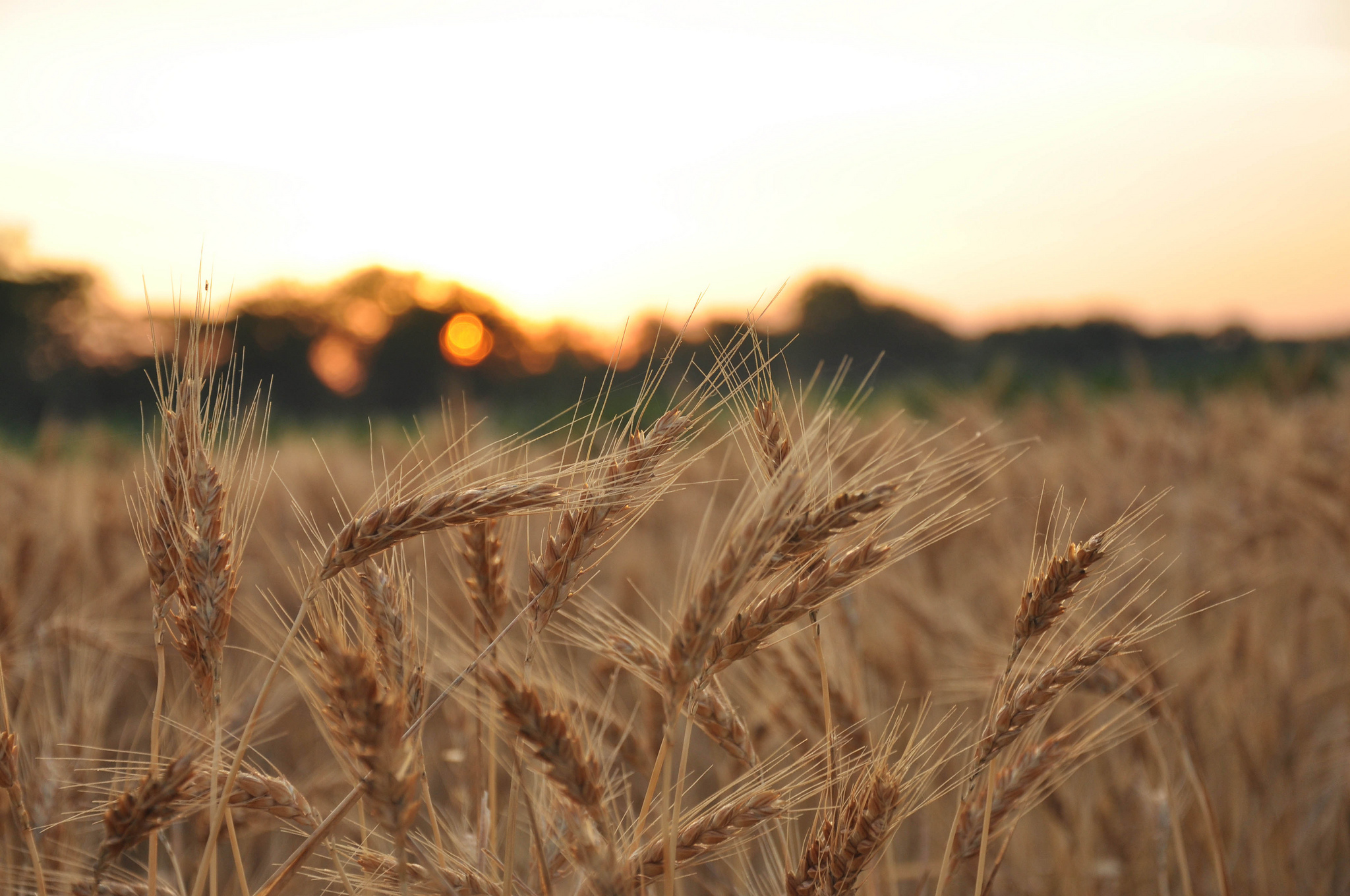 Какие цены на пшеницу установились в России?