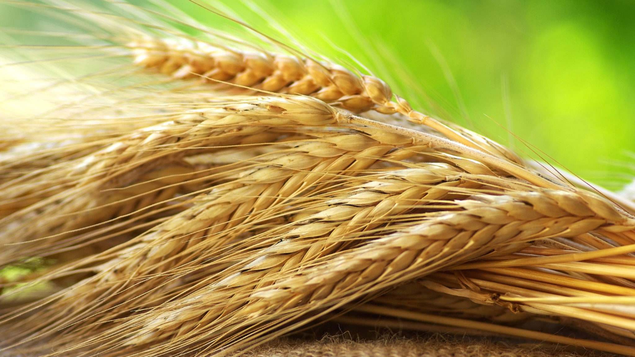 Четыре района Карагандинской области завершили уборку зерновых