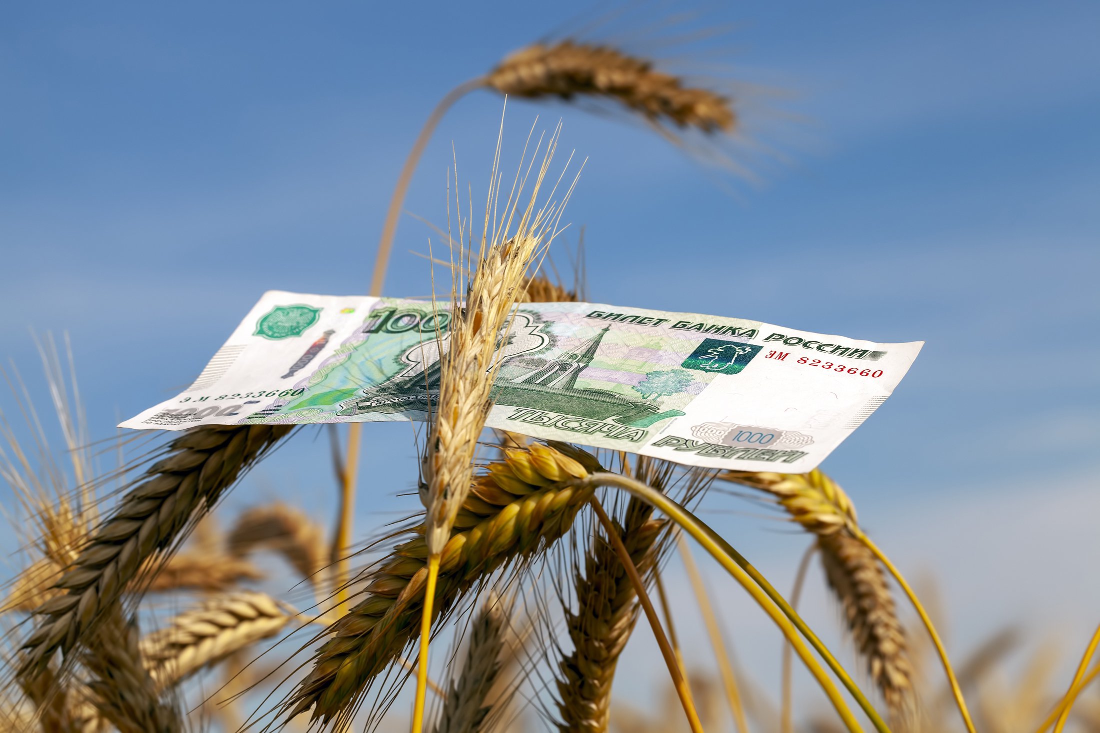 Россия заметно снизит экспортную пошлину на пшеницу