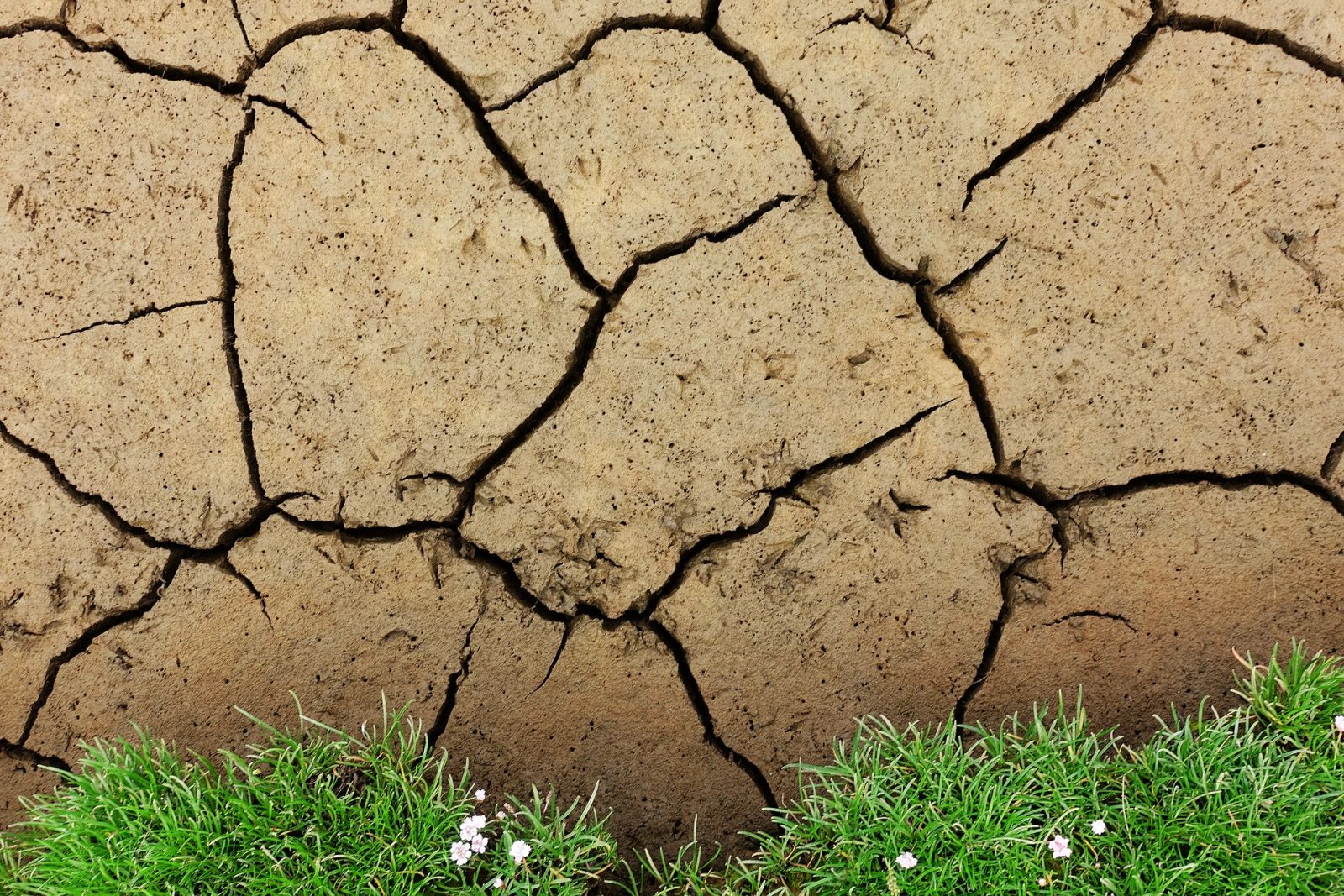 В каких регионах ожидается майская засуха?