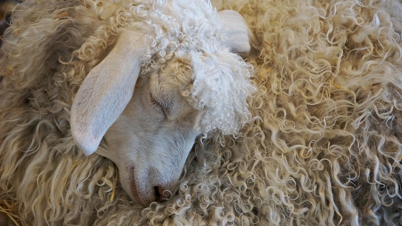 Kazakhstan encourages leather and wool processing 