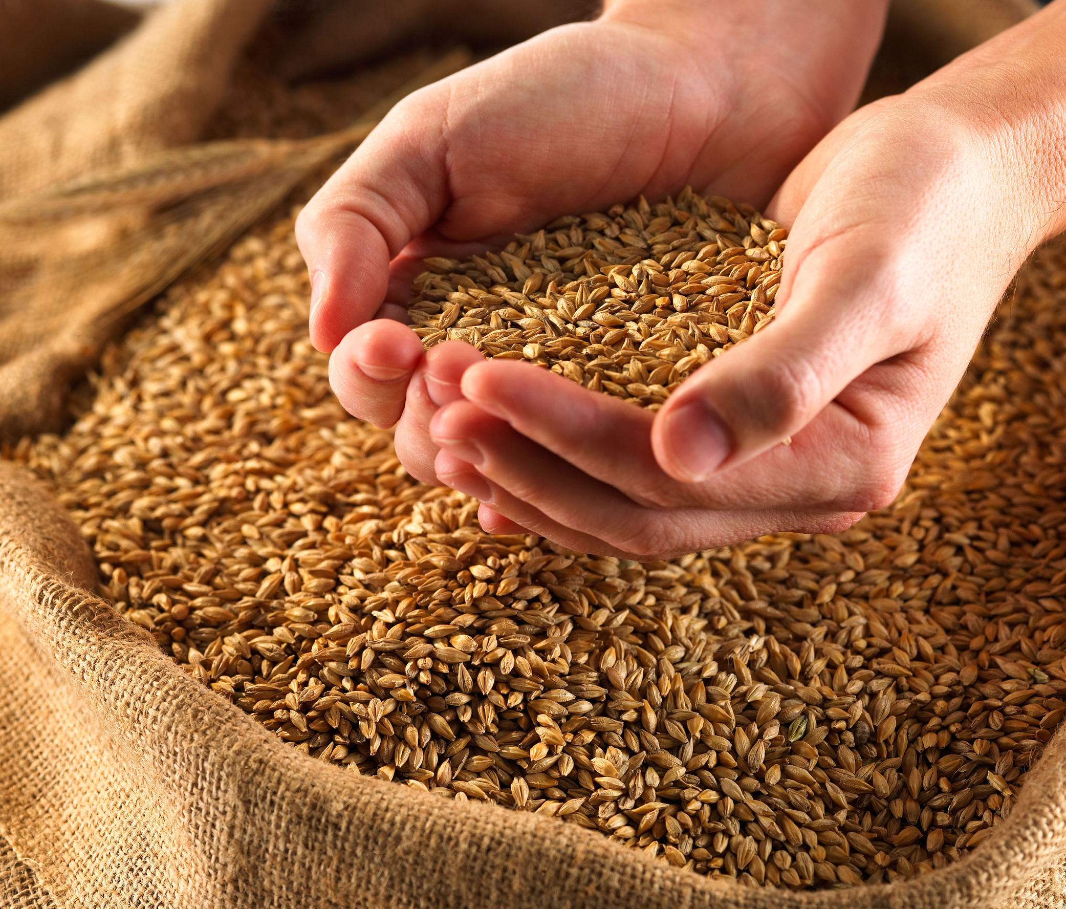 Продкорпорация на коммерческих условиях закупит 180 тыс. тонн пшеницы 3 класса
