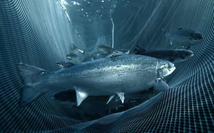 Атлантического лосося начнут выращивать в Казахстане