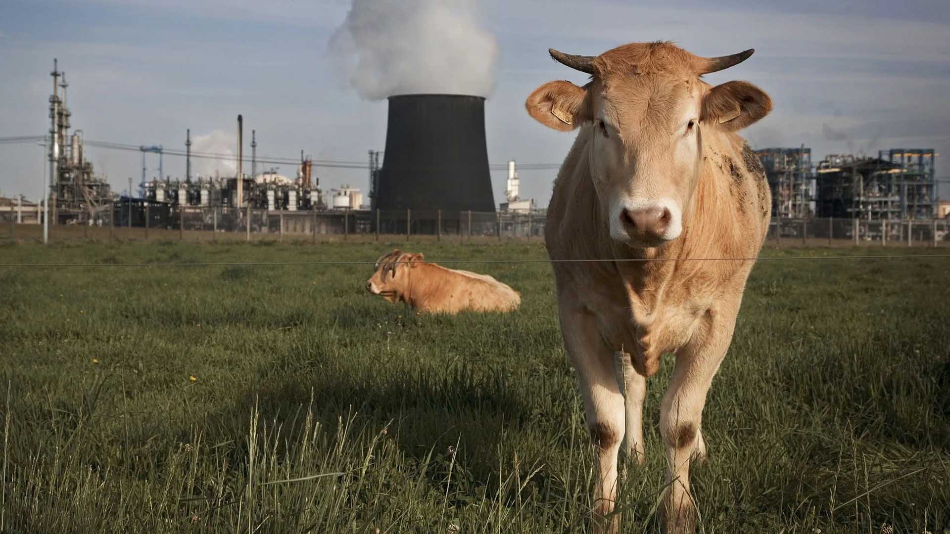 Дания сиырдан шығатын метанға салық енгізген алғашқы ел атанбақ
