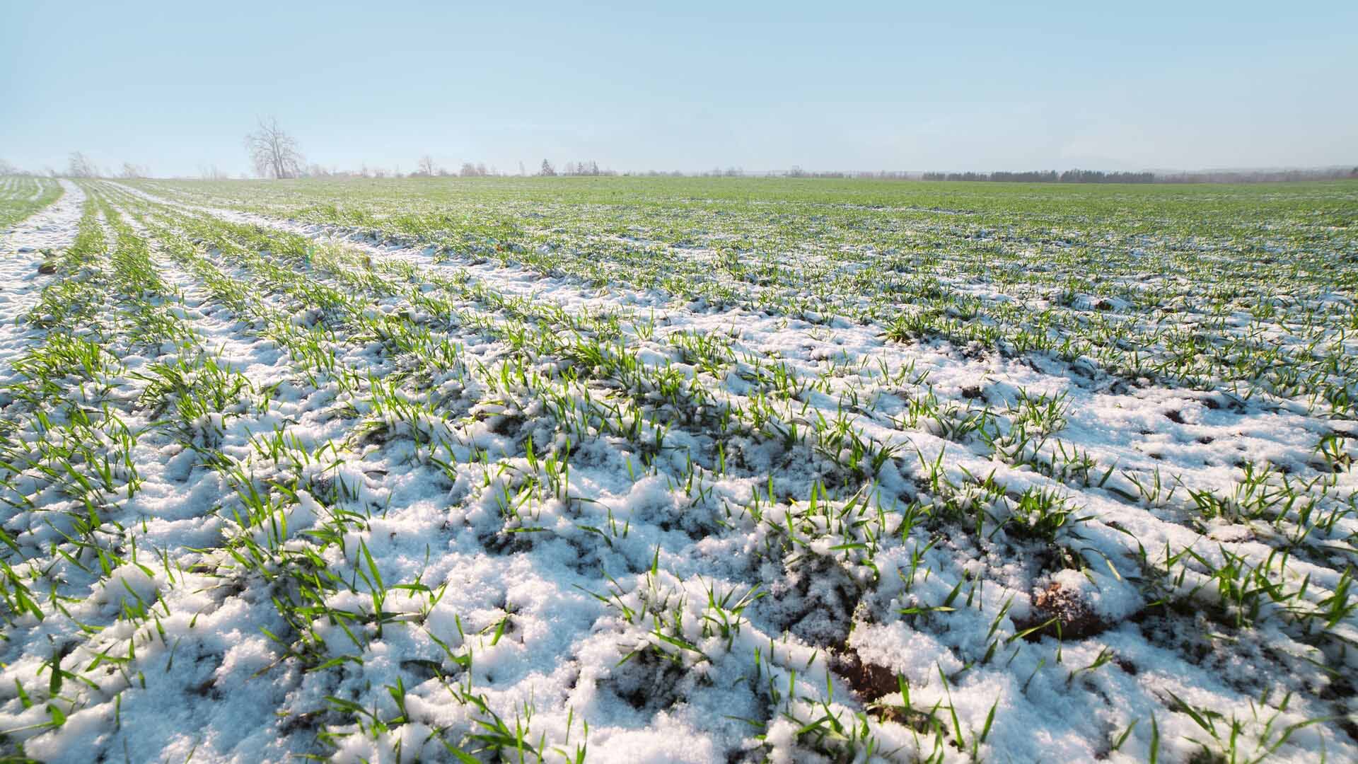 Из-за заморозков в России потеряли 3,9 млн тонн пшеницы