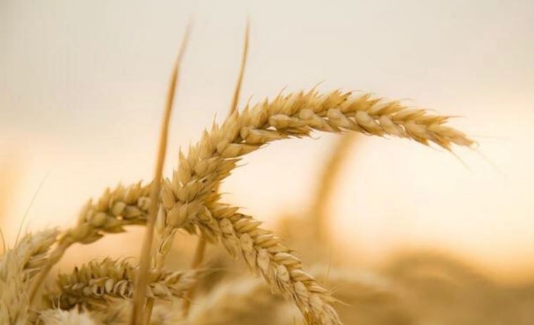 За месяц запасы зерна в Казахстане сократились на 2,5 млн тонн