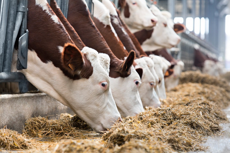 Строительство молочных ферм стоимостью 12,8 млрд тенге идет в СКО