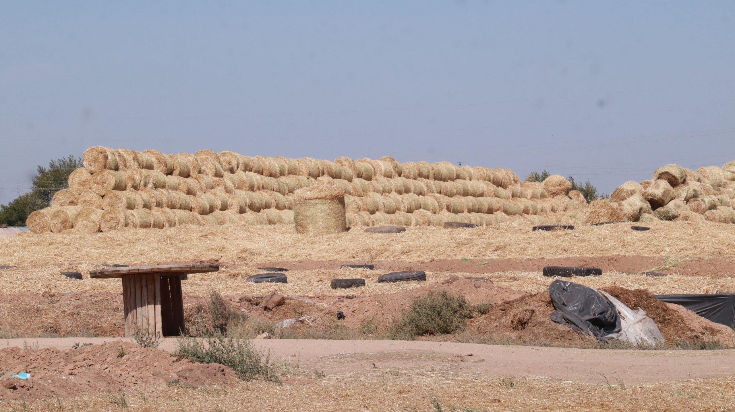 С октября карагандинские фермеры получат субсидии на корма