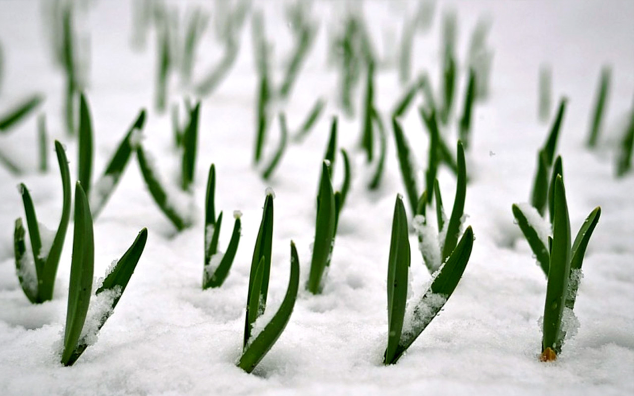 Взошедших озимых. Озимые под снегом. Озимая пшеница зимой. Озимая пшеница под снегом. Озимые в снегу.