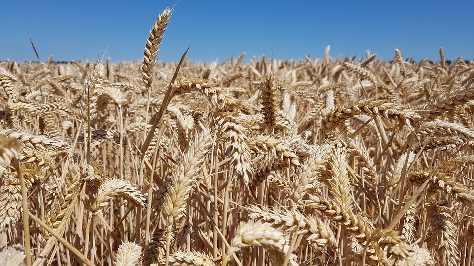 Казгидромет: Высокие температуры и отсутствие осадков в июле приведут к недобору зерна