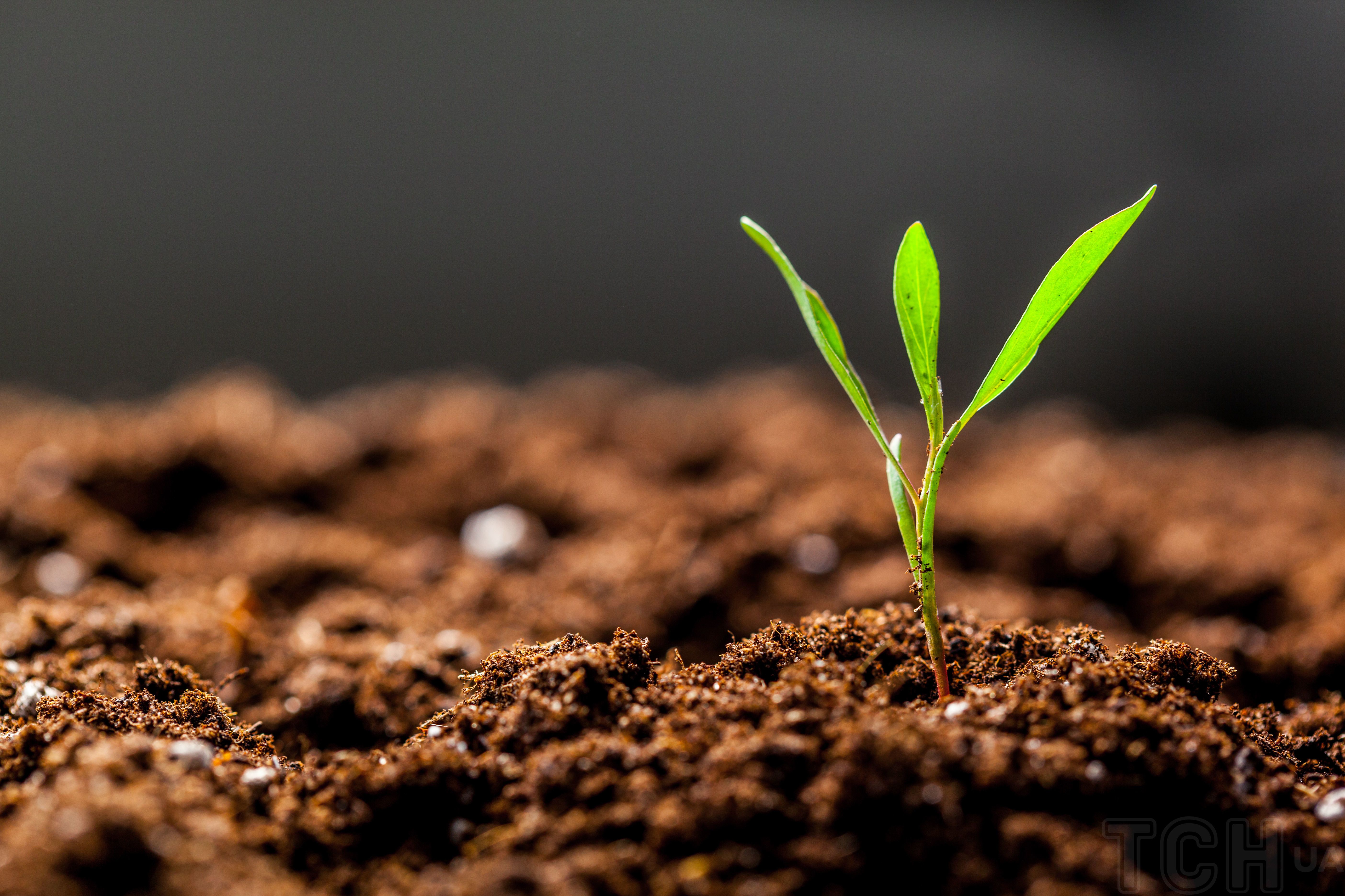 Найден способ оздоровить почву без потерь урожайности