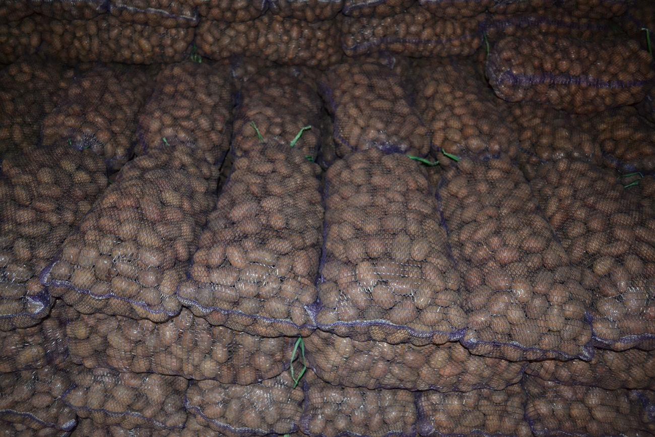 Костанайские овощеводы не могут сбыть картофель