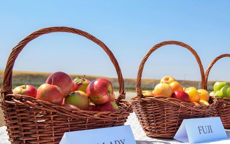 В Жетысу площади интенсивных яблоневых садов превысили 2 тысячи гектаров