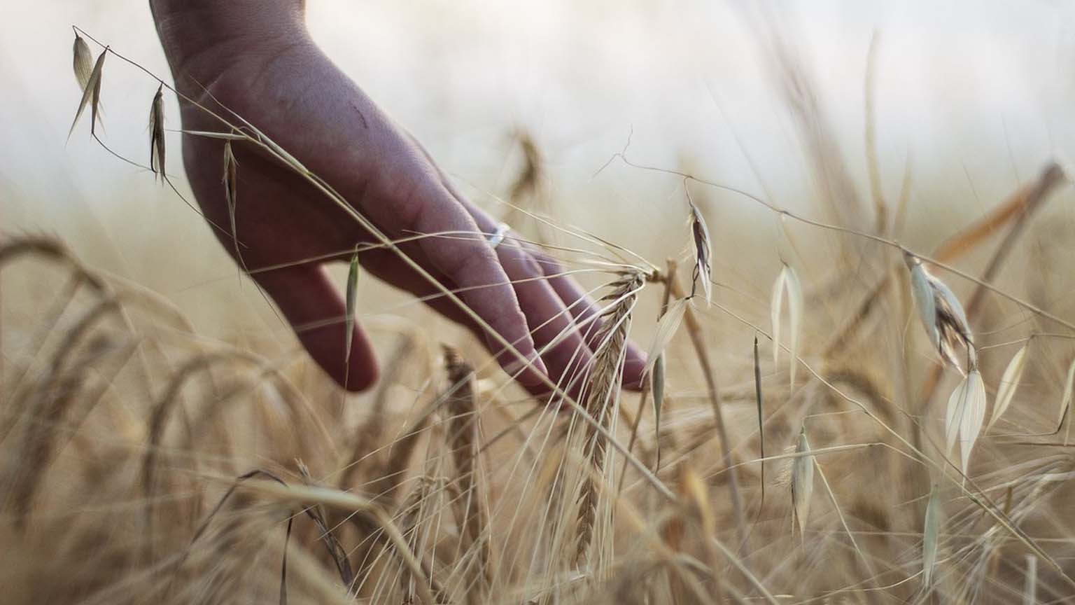 Modern wheat varieties are not ready for climate change