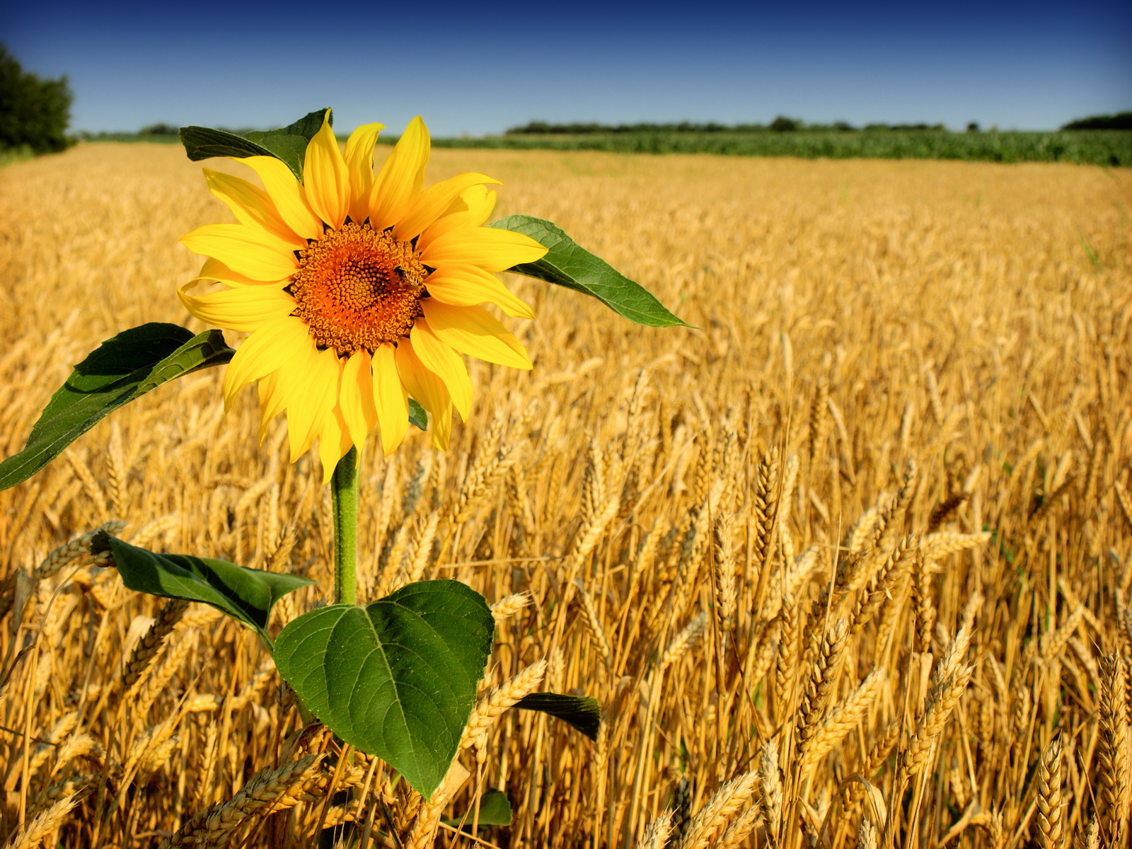 Прогноз урожайности пшеницы и подсолнечника