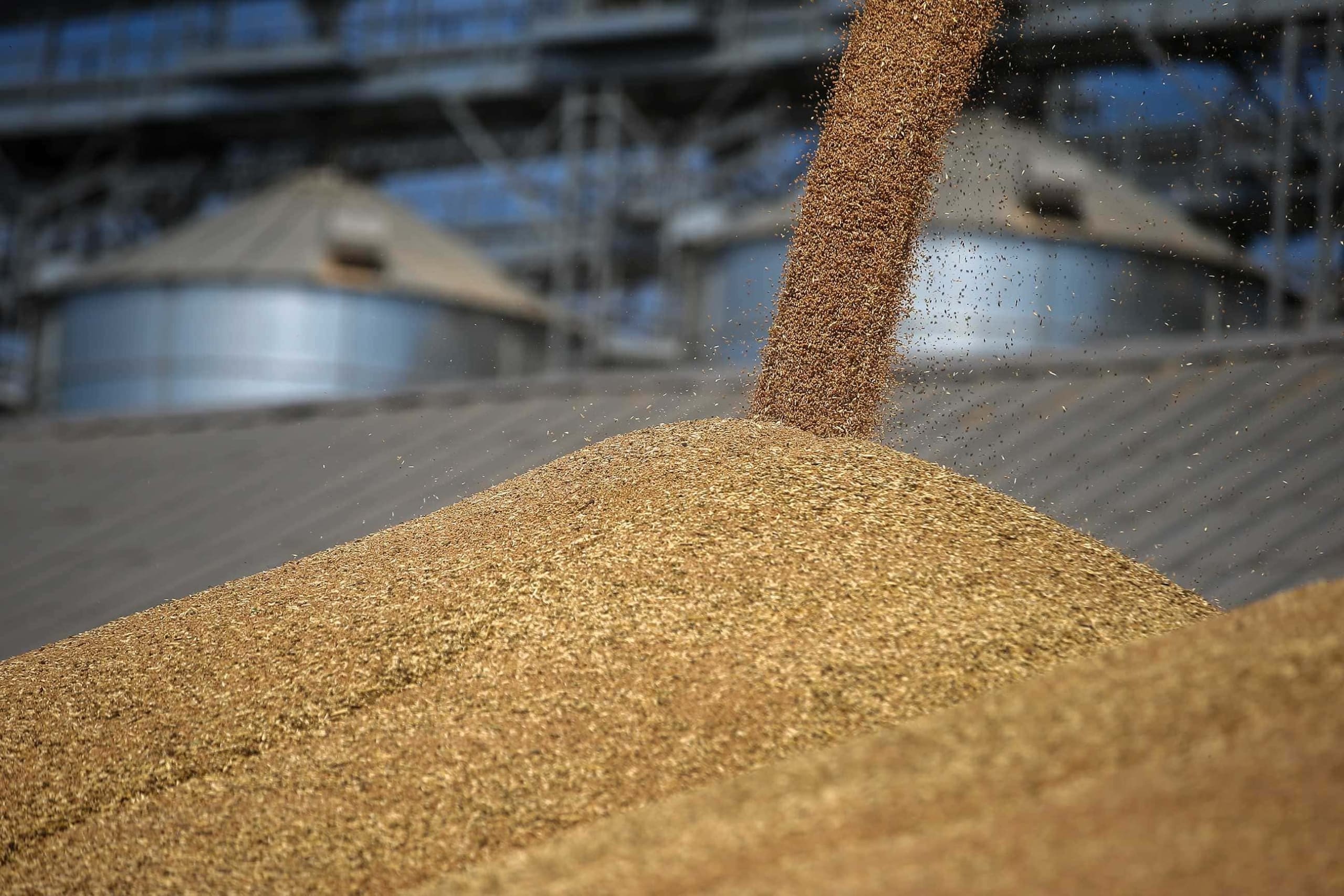 Казахстан увеличил импорт пшеницы из России 