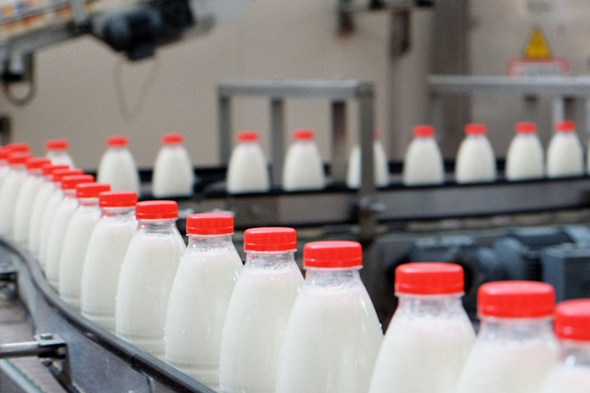 Нарастающая проблема: переработчики отказываются от местного молока