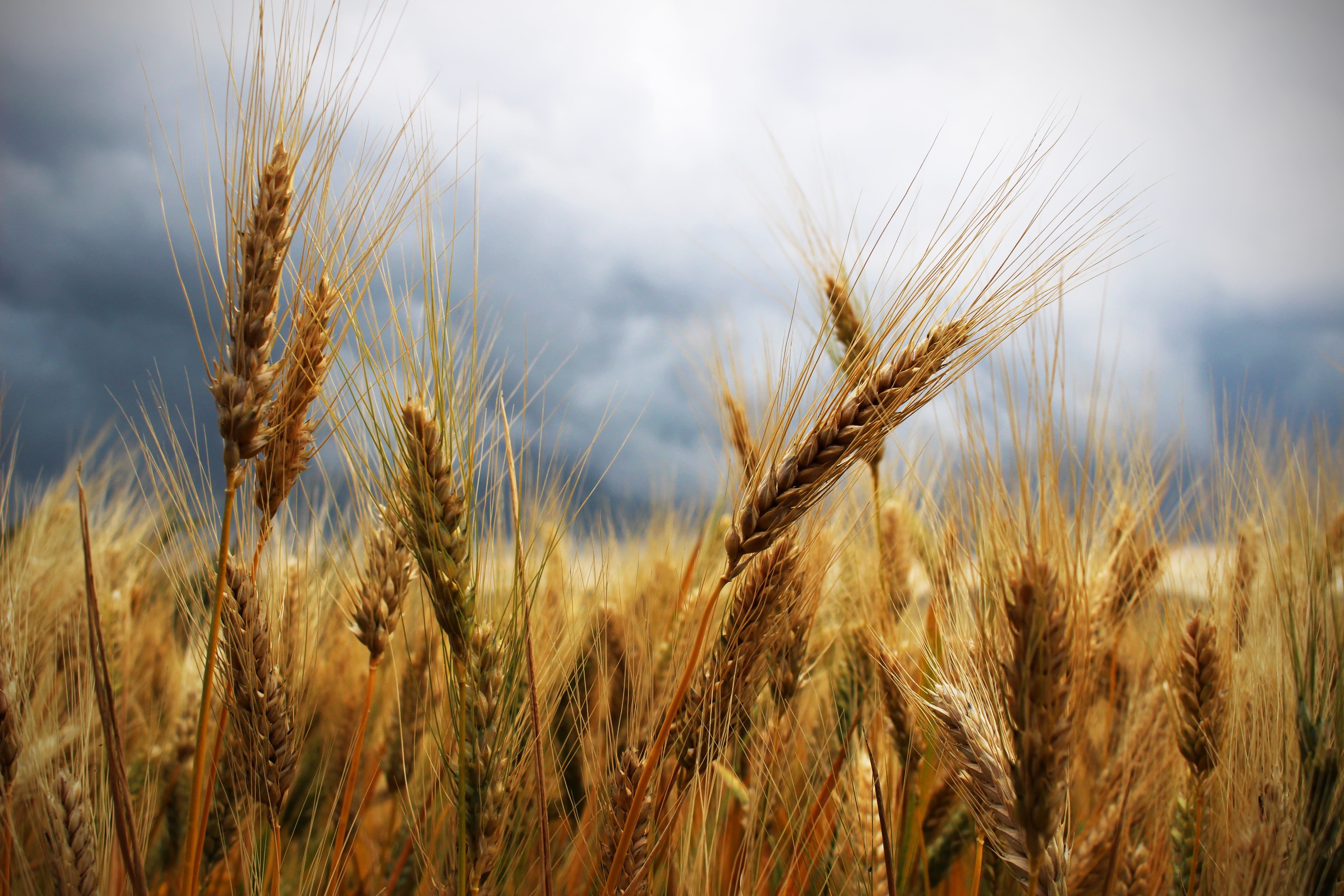 Эксперты оценили уязвимость сельского хозяйства к изменениям климата