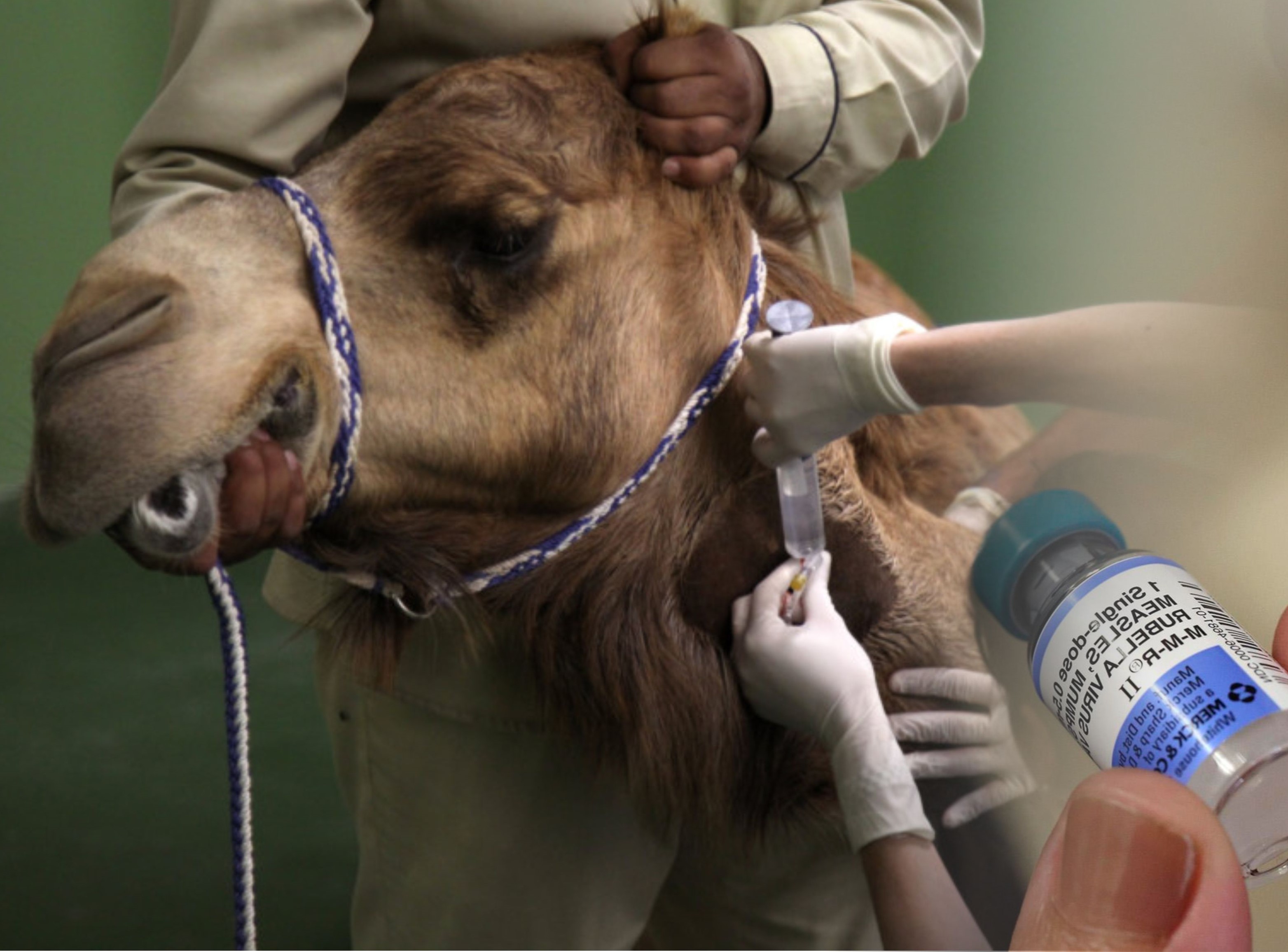 Начат выпуск вакцин против оспы верблюдов